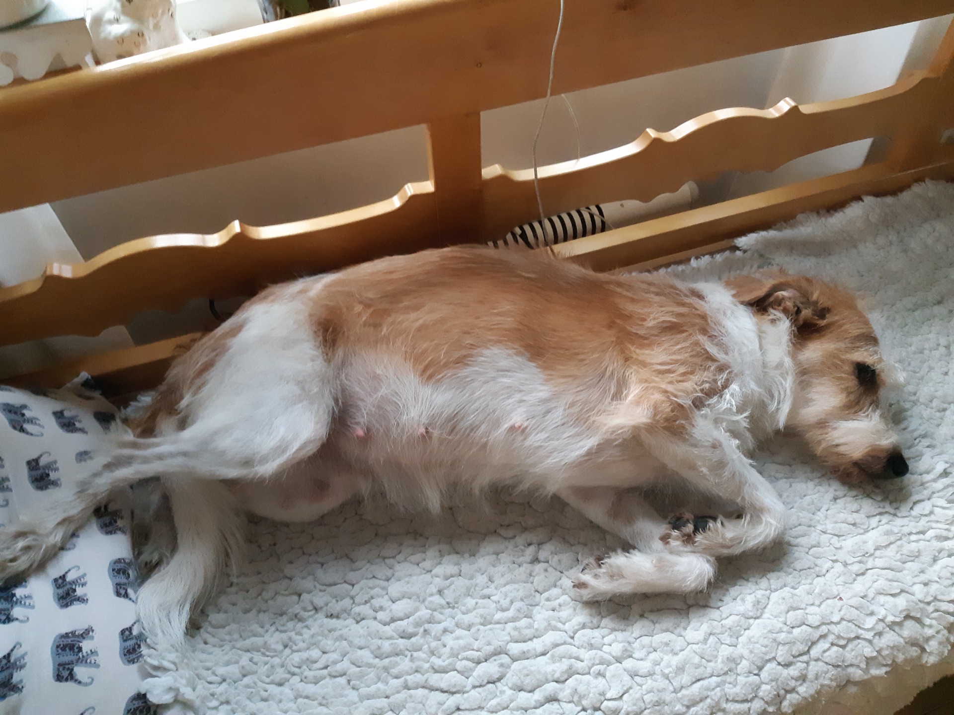 Dag 41