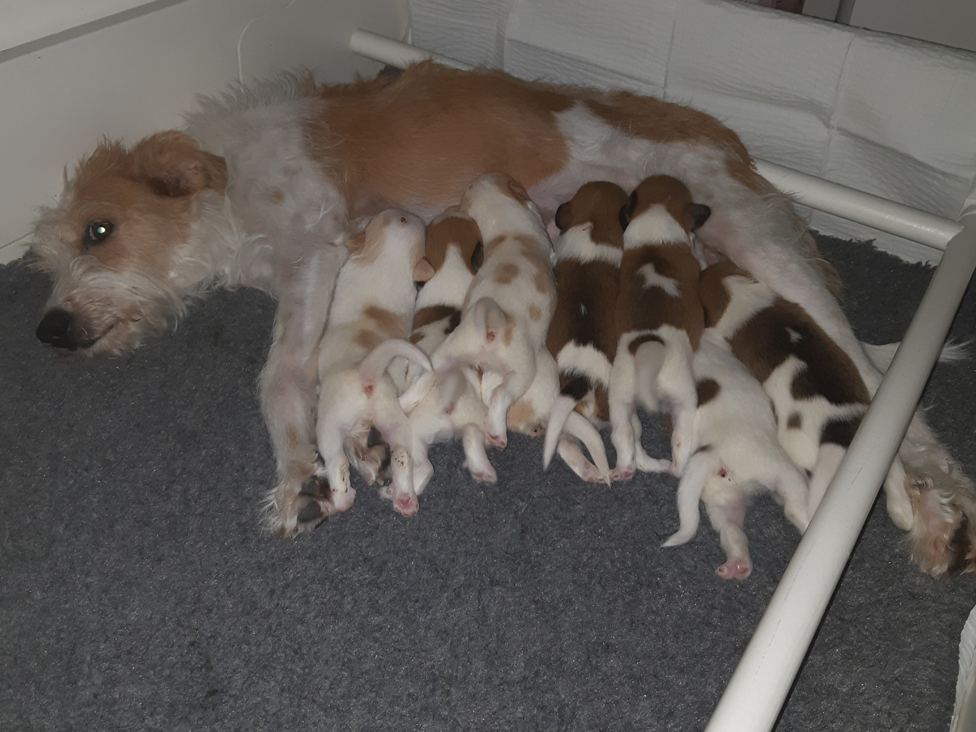 13 dagar gamla. Alla mår bra och växer